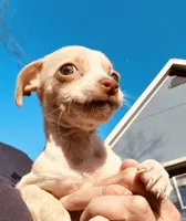 Tiny Timmy, a male Dachshund and Chihuahua for sale in Atlanta, GA – Photo 4 of 9
