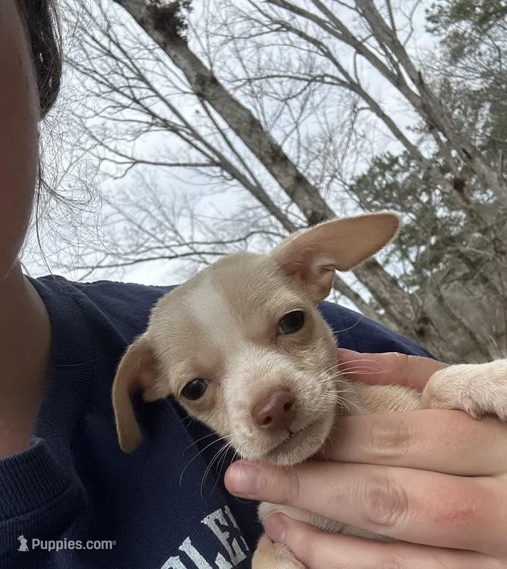 Bravo  – Chihuahua puppy for sale in Atlanta, GA
