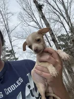 Bravo , a male Chihuahua for sale in Atlanta, GA – Photo 2 of 2