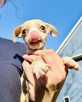 Tiny Timmy, a male Dachshund and Chihuahua for sale in Atlanta, GA – Photo 5 of 9