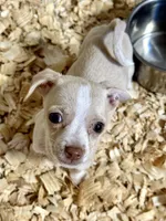 Tiny Timmy, a male Dachshund and Chihuahua for sale in Atlanta, GA – Photo 1 of 9