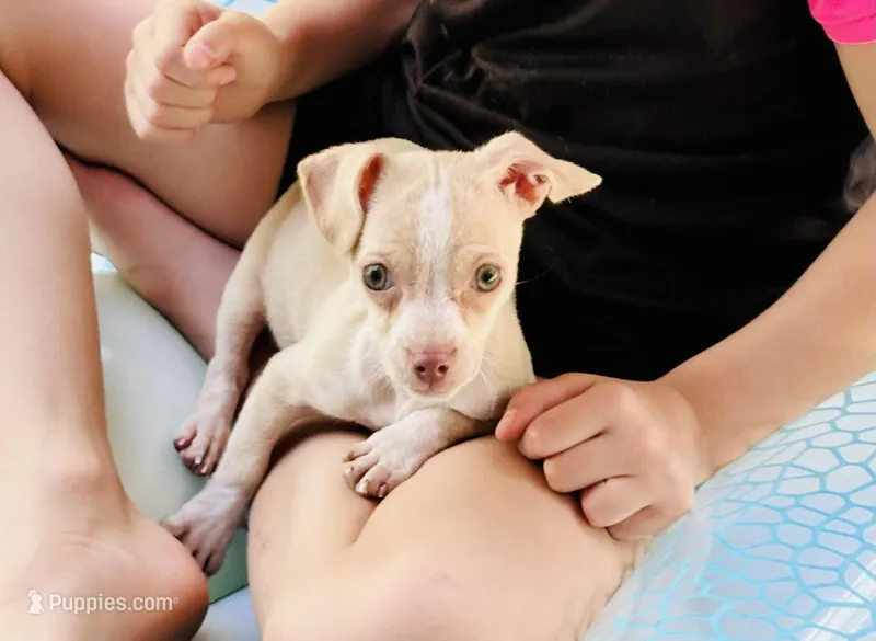 Tiny Timmy – Dachshund, Chihuahua puppy for sale in Atlanta, GA