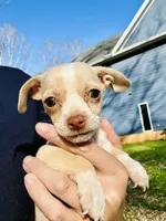 Tiny Timmy, a male Dachshund and Chihuahua for sale in Atlanta, GA – Photo 6 of 9