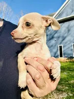 Tiny Timmy, a male Dachshund and Chihuahua for sale in Atlanta, GA – Photo 9 of 9