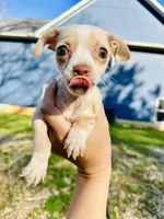 Tiny Timmy, a male Dachshund and Chihuahua for sale in Atlanta, GA – Photo 8 of 9