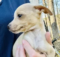 Tiny Tank , a male Dachshund and Chihuahua for sale in Atlanta, GA – Photo 5 of 7