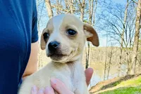 Tiny Tank , a male Dachshund and Chihuahua for sale in Atlanta, GA – Photo 3 of 7