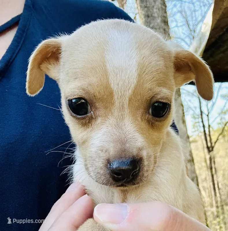 Tiny Tank  – Dachshund, Chihuahua puppy for sale in Atlanta, GA