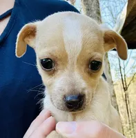 Tiny Tank , a male Dachshund and Chihuahua for sale in Atlanta, GA – Photo 1 of 7