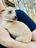 Tiny Tank , a male Dachshund and Chihuahua for sale in Atlanta, GA – Photo 6 of 7