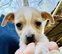 Tiny Tank , a male Dachshund and Chihuahua for sale in Atlanta, GA – Photo 2 of 7