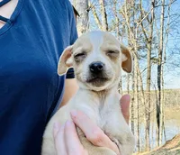 Tiny Tank , a male Dachshund and Chihuahua for sale in Atlanta, GA – Photo 4 of 7