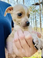 Tiny Tank , a male Dachshund and Chihuahua for sale in Atlanta, GA – Photo 7 of 7