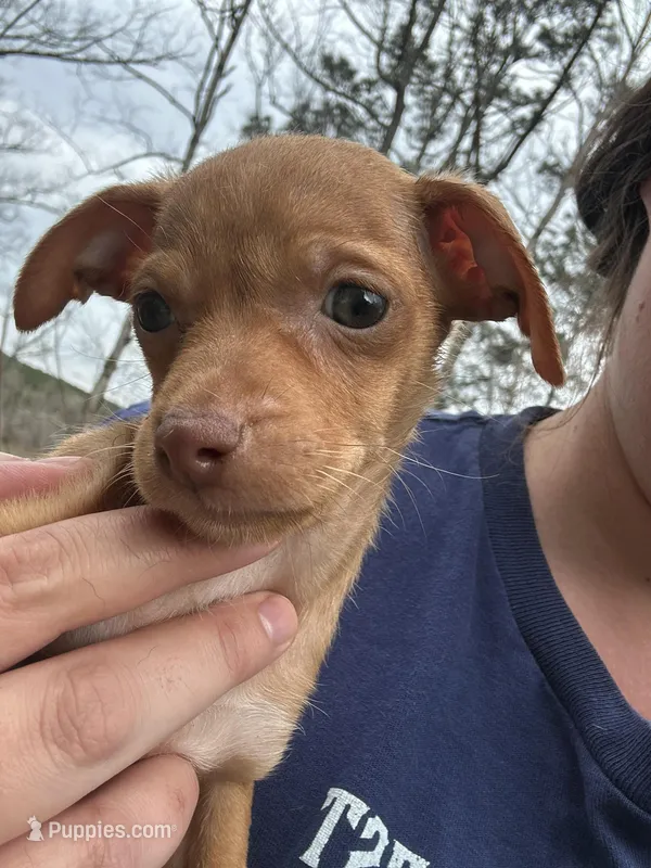 Carmel  – Chihuahua puppy for sale in Atlanta, GA