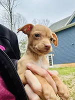 Carmel , a female Dachshund and Chihuahua for sale in Atlanta, GA – Photo 4 of 9