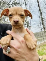 Carmel , a female Dachshund and Chihuahua for sale in Atlanta, GA – Photo 6 of 9