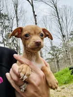 Carmel , a female Dachshund and Chihuahua for sale in Atlanta, GA – Photo 2 of 9