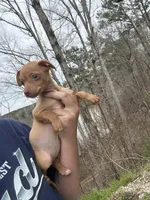 Carmel , a female Chihuahua for sale in Atlanta, GA – Photo 2 of 2