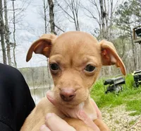 Carmel , a female Dachshund and Chihuahua for sale in Atlanta, GA – Photo 1 of 9