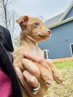 Carmel , a female Dachshund and Chihuahua for sale in Atlanta, GA – Photo 8 of 9