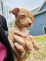 Carmel , a female Dachshund and Chihuahua for sale in Atlanta, GA – Photo 9 of 9