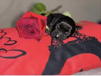 Giant schnauzers , a female Giant Schnauzer for sale in Upper Marlboro, MD – 5 of 5