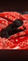 Giant schnauzers , a female Giant Schnauzer for sale in Upper Marlboro, MD – 4 of 5