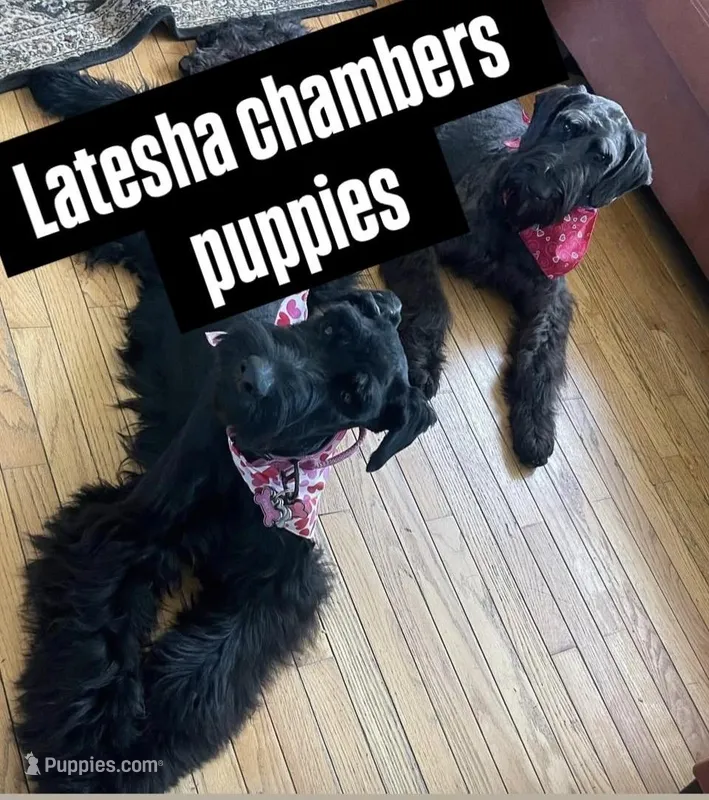 Giant schnauzers 