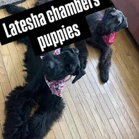 Giant schnauzers , a female Giant Schnauzer for sale in Upper Marlboro, MD – 1 of 5