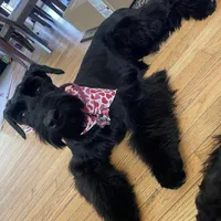 Giant schnauzers , a female Giant Schnauzer for sale in Upper Marlboro, MD – 2 of 5