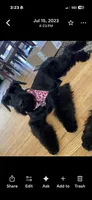 Giant schnauzers , a female Giant Schnauzer for sale in Upper Marlboro, MD – Photo 3 of 3