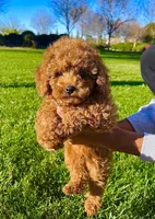 Boy , a male Poodle - Toy  for sale in Sacramento, CA – Photo 1 of 3