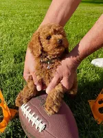 Boy , a male Poodle - Toy  for sale in Sacramento, CA – Photo 2 of 3