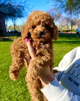 Boy , a male Poodle - Toy  for sale in Sacramento, CA – Photo 3 of 3