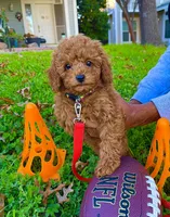 Sherlock , a male Poodle - Toy  for sale in Pensacola, FL – 2 of 2