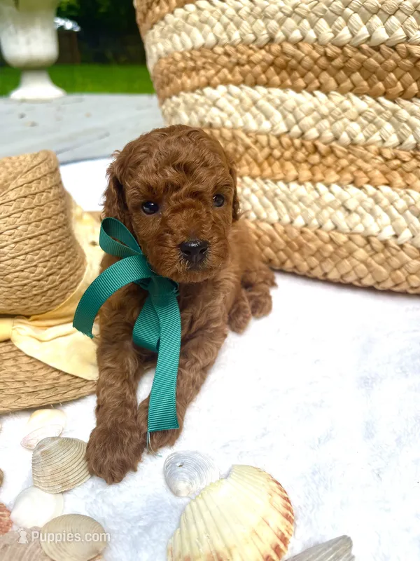 Green Boy – Poodle - Toy  puppy for sale in Pensacola, FL