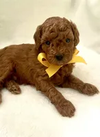 Sherlock , a male Poodle - Toy  for sale in Pensacola, FL – 1 of 3