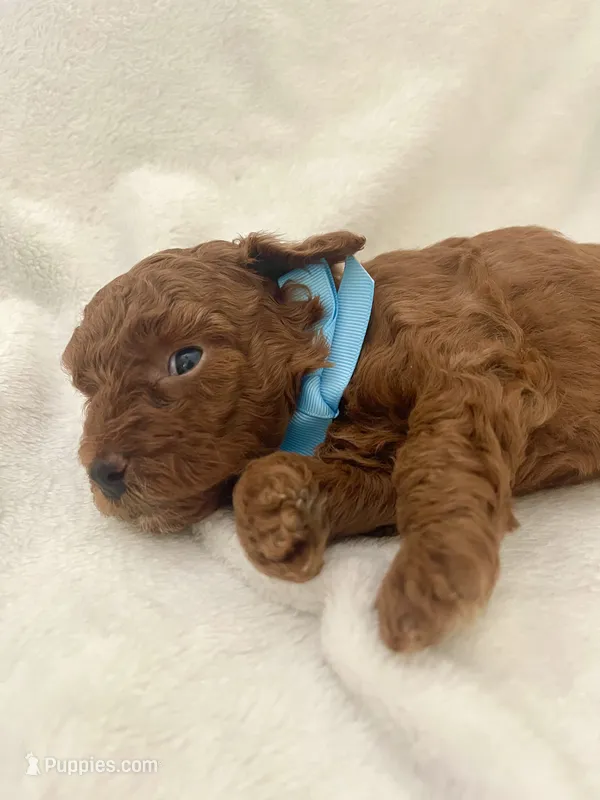 ELVIS – Poodle - Toy  puppy for sale in Pensacola, FL