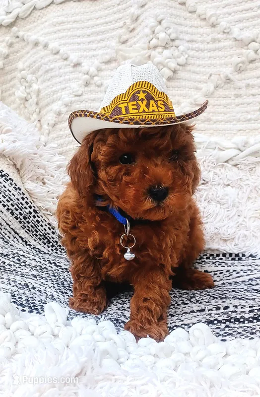 Shelby – Poodle - Toy  puppy for sale in Pensacola, FL