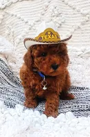 Shelby, a male Poodle - Toy  for sale in Pensacola, FL – 1 of 2