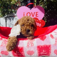 Raspberry , a female Poodle - Toy  for sale in Sacramento, CA – Photo 3 of 4