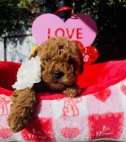 Raspberry , a female Poodle - Toy  for sale in Sacramento, CA – Photo 2 of 4