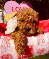 Raspberry , a female Poodle - Toy  for sale in Sacramento, CA – Photo 1 of 4