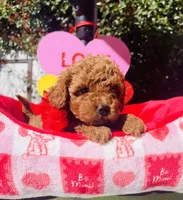 Strawberry , a female Poodle - Toy  for sale in Sacramento, CA – Photo 1 of 4