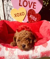 Strawberry , a female Poodle - Toy  for sale in Sacramento, CA – Photo 4 of 4