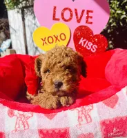 Strawberry , a female Poodle - Toy  for sale in Sacramento, CA – Photo 2 of 4
