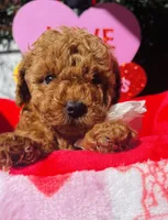 Strawberry , a female Poodle - Toy  for sale in Sacramento, CA – Photo 3 of 4