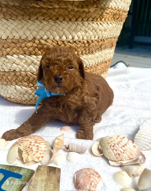 ELVIS – Poodle - Toy  puppy for sale in Pensacola, FL