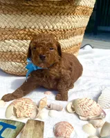 ELVIS, a male Poodle - Toy  for sale in Pensacola, FL – 2 of 3