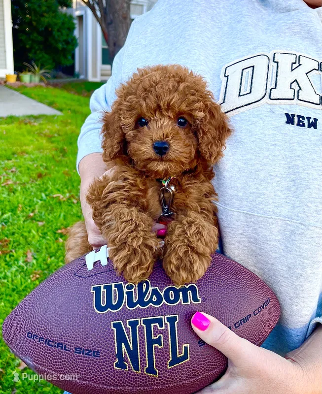 Sherlock  – Poodle - Toy  puppy on hold in Pensacola, FL
